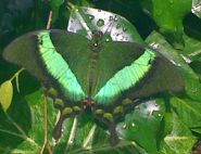 Katia Thompson, The Emerald Swallowtail