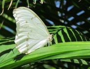 The White Morpho by Niels and Hedy 