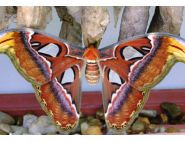 The Atlas Moth by Mark Nelson