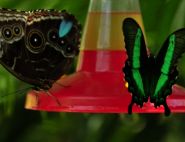 The Blue Morpho and Emerald Swallowtail by Harry Poppick 
