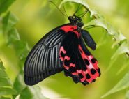 The Scarlet Swallowtail by Julie Wylie
