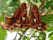 Mating Atlas Moths by Tangi Spencer