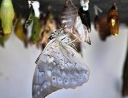 Newly emerged White Morpho by Mickey Young 