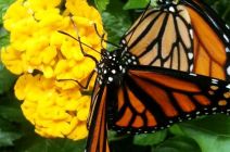 Monarchs raised by Sandra Trinidad in her Miami Garden. Well done! :)