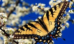 Two-tailed Swallowtail (Papilio multicaudatus)